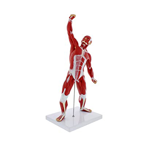 Mini Muscular Figure