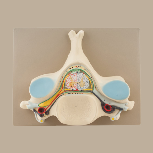 5th Cervical Vertebra