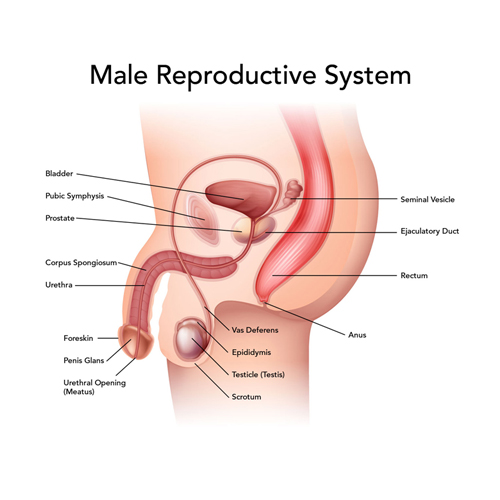 Male Reproductive System