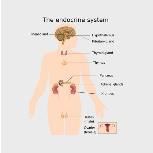 Endocrine System