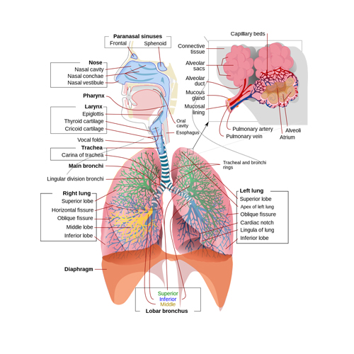 Respiratory System