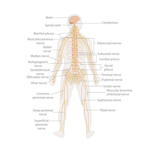 Nervous System