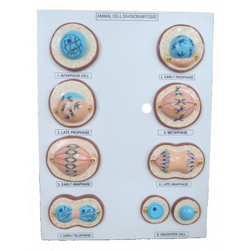 Model Of Mitosis