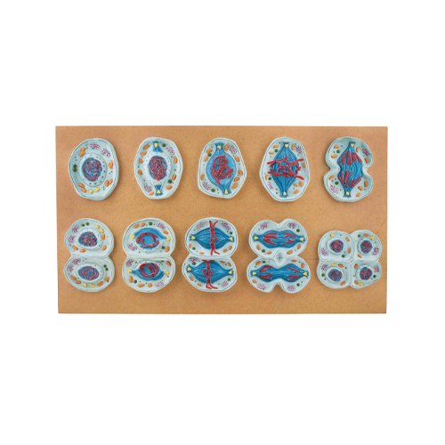 Meiosis Model