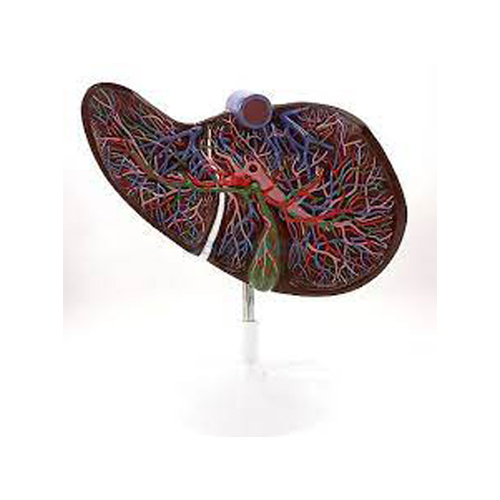 Human Liver Model. 1.5x Life Size