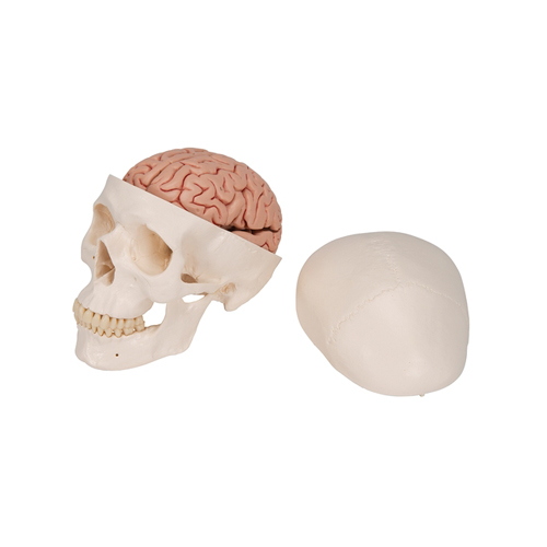 Brain Model with Skull