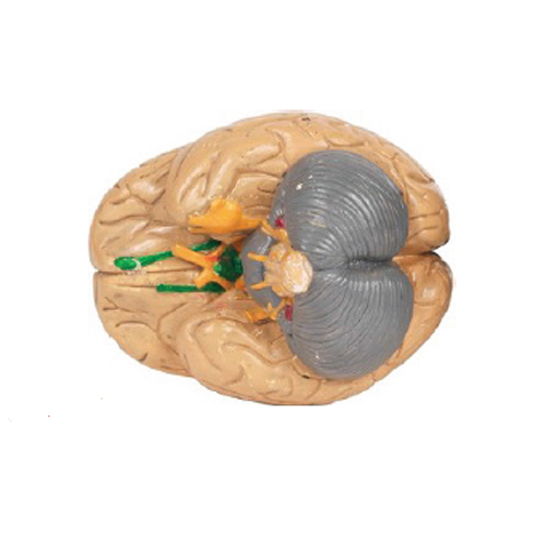 Brain Eco Model 2 Parts