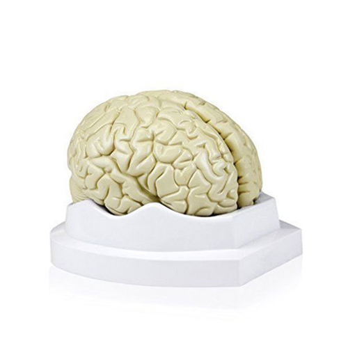 Human Brain Model 2 Parts