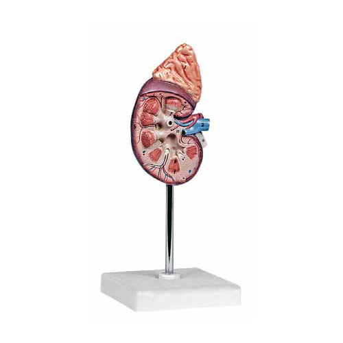 Kidney with Adrenal Gland, 1,5 Times Enlarged 2 Parts