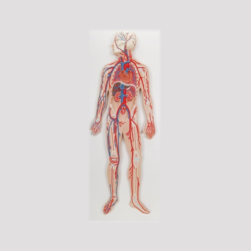 Human Circulatory System 2 Parts