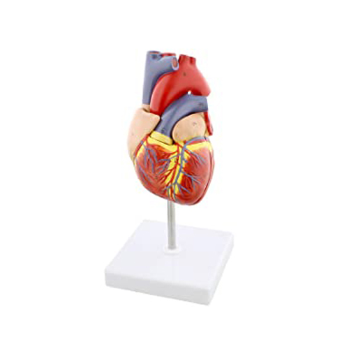 Heart with Bypass, 2x life size, 4 parts