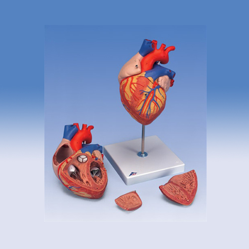 Human Heart, 2X life-size 4 Parts