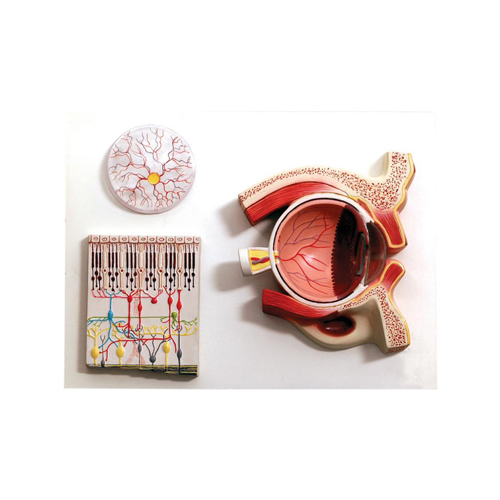 Human Eye Demonstration Model