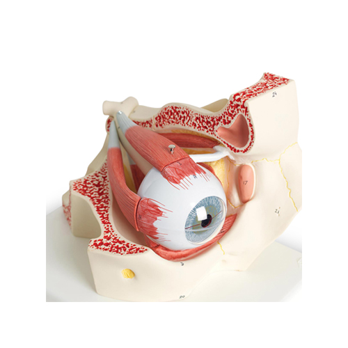 Eye With Orbit, 5x Life Size, 4 Parts