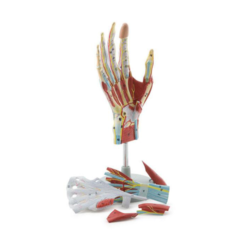 Regional Anatomy of the Hand 7 Parts