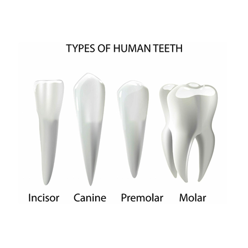 Incisor, Canine and Molar