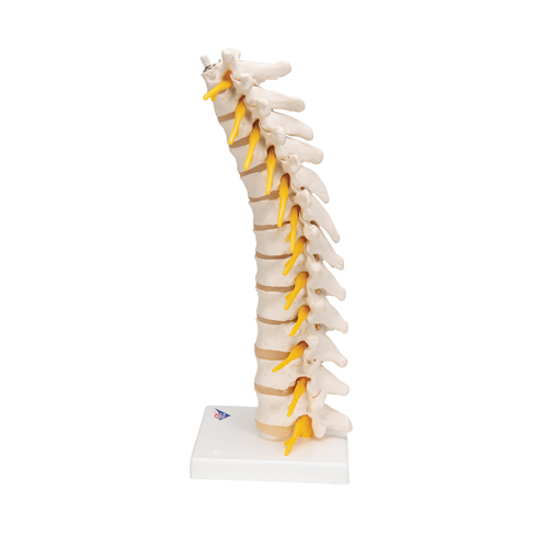 Thoracic Spinal Column