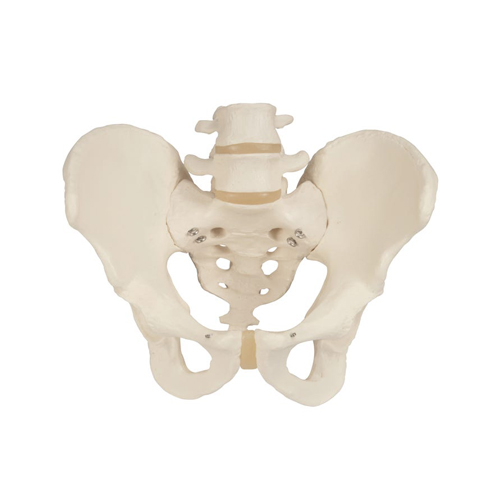 Male Skeletal Pelvis