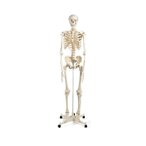 Human Skeleton