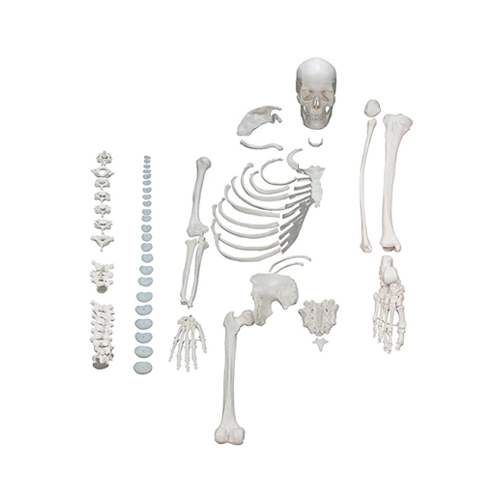 Human Disarticulated Skeleton, half