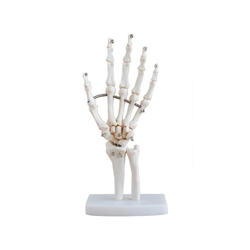 Hand Bones