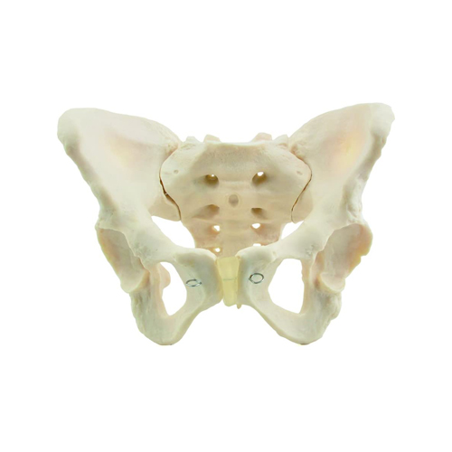 Female Skeletal Pelvis