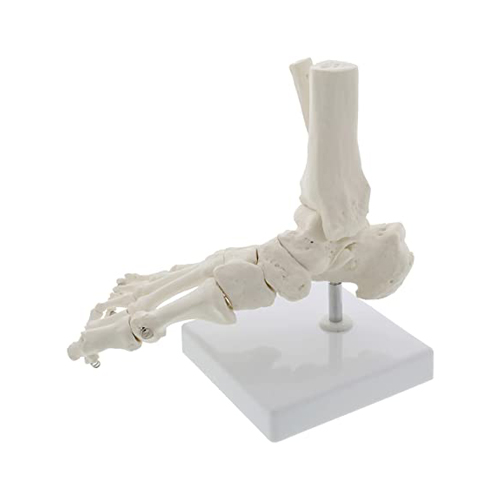 Bones Of The Foot