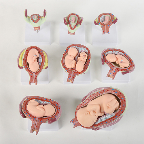 Pregnancy Model Set