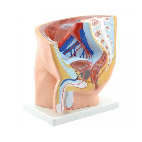 Male Pelvis 4 Parts