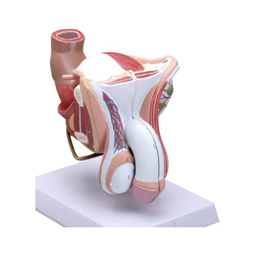 Male Genital Organ 4 Parts