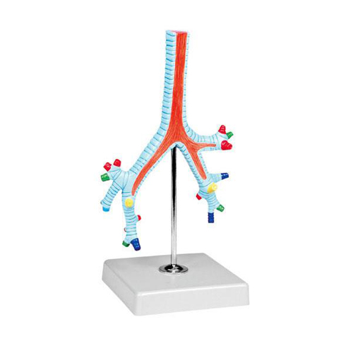 Pathological Model Of The Bronchi